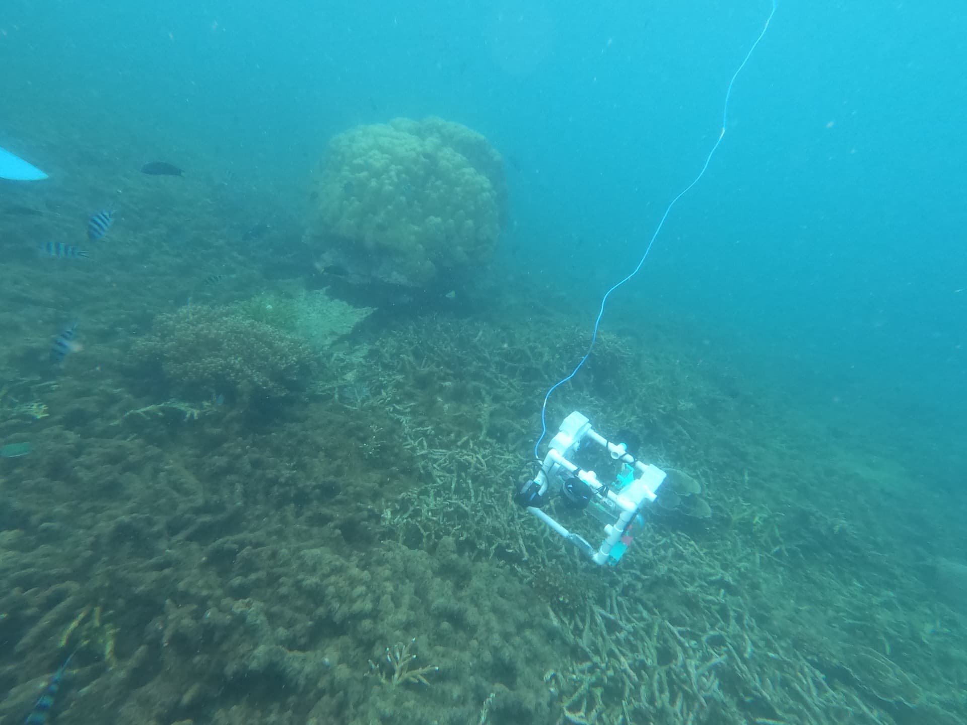 ROV in the field